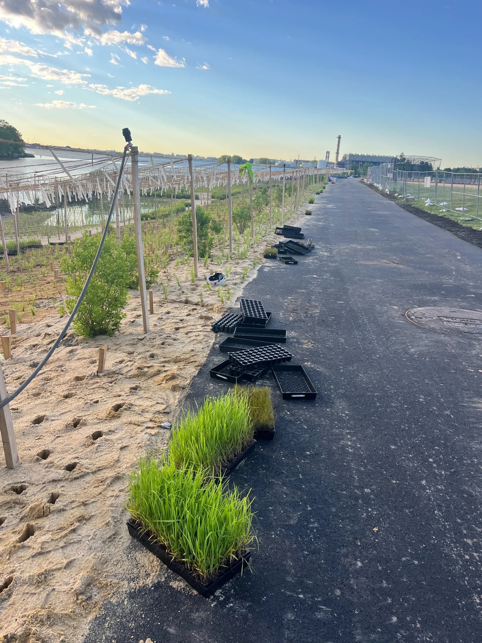 Randall's Island Salt Marsh Restoration, photo 13