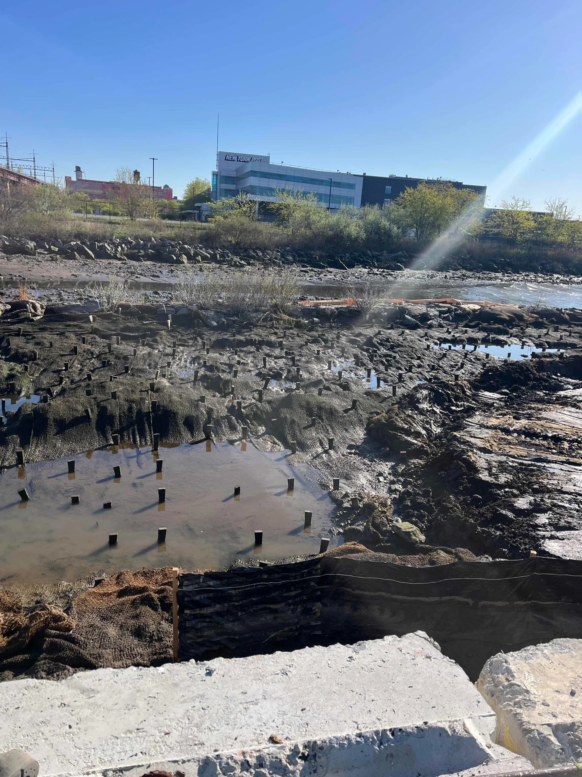 Randall's Island Salt Marsh Restoration, photo 3